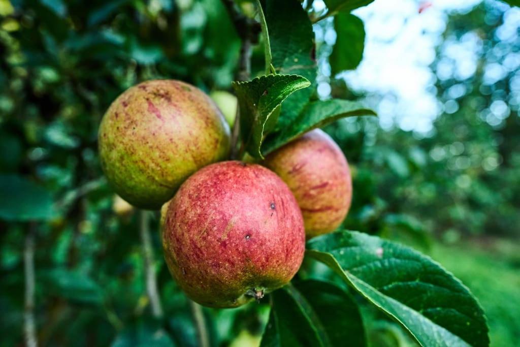 Nature Charm & Fruit Delights, Multi-Generation Celebratory Home -Try, Relax, Repeat - Sellindge Ashford  Kültér fotó