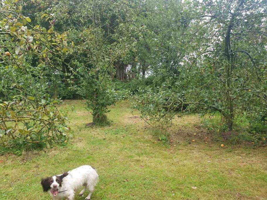 Nature Charm & Fruit Delights, Multi-Generation Celebratory Home -Try, Relax, Repeat - Sellindge Ashford  Kültér fotó