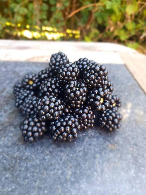 Nature Charm & Fruit Delights, Multi-Generation Celebratory Home -Try, Relax, Repeat - Sellindge Ashford  Kültér fotó