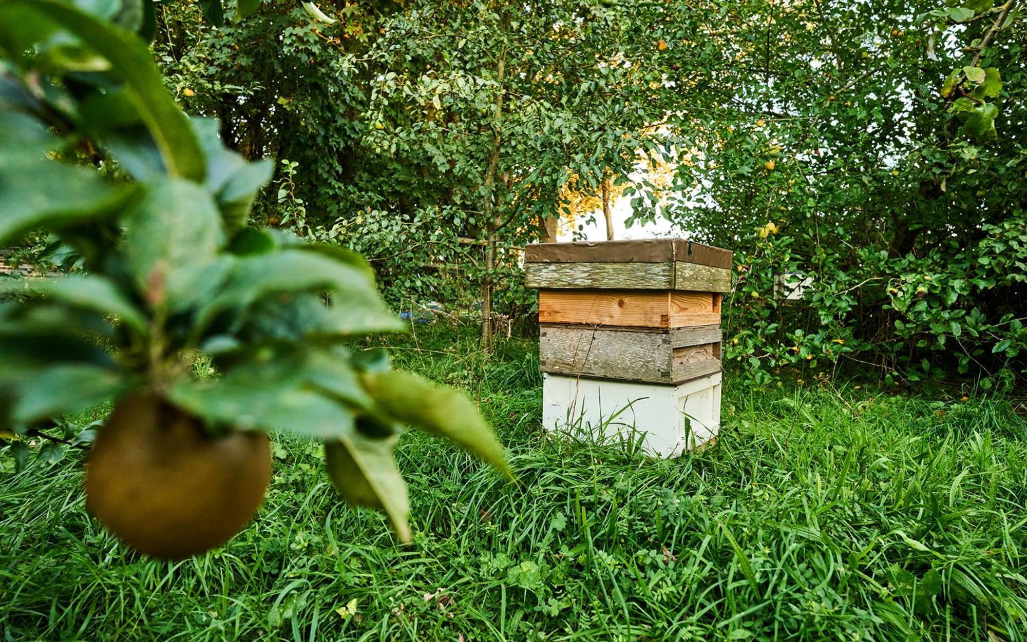 Nature Charm & Fruit Delights, Multi-Generation Celebratory Home -Try, Relax, Repeat - Sellindge Ashford  Kültér fotó